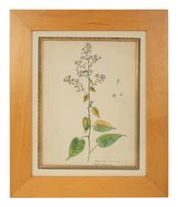 Eighteen Botanical Watercolors