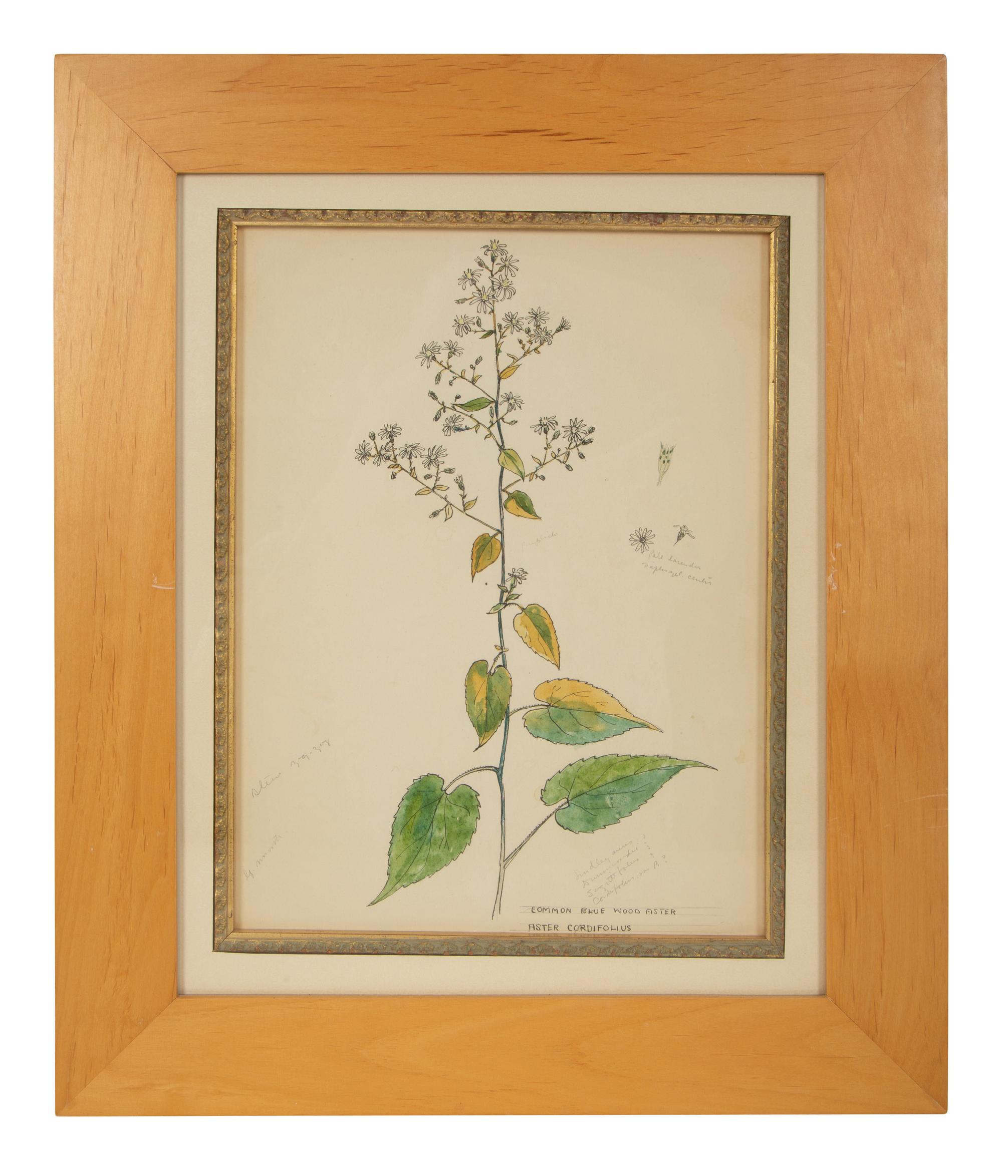 Eighteen Botanical Watercolors