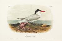 (AUDUBON, JOHN JAMES, after) BOWEN, J.T. A group of five hand-colored litho plates from the 8vo ed. of the Birds of America, 1852.