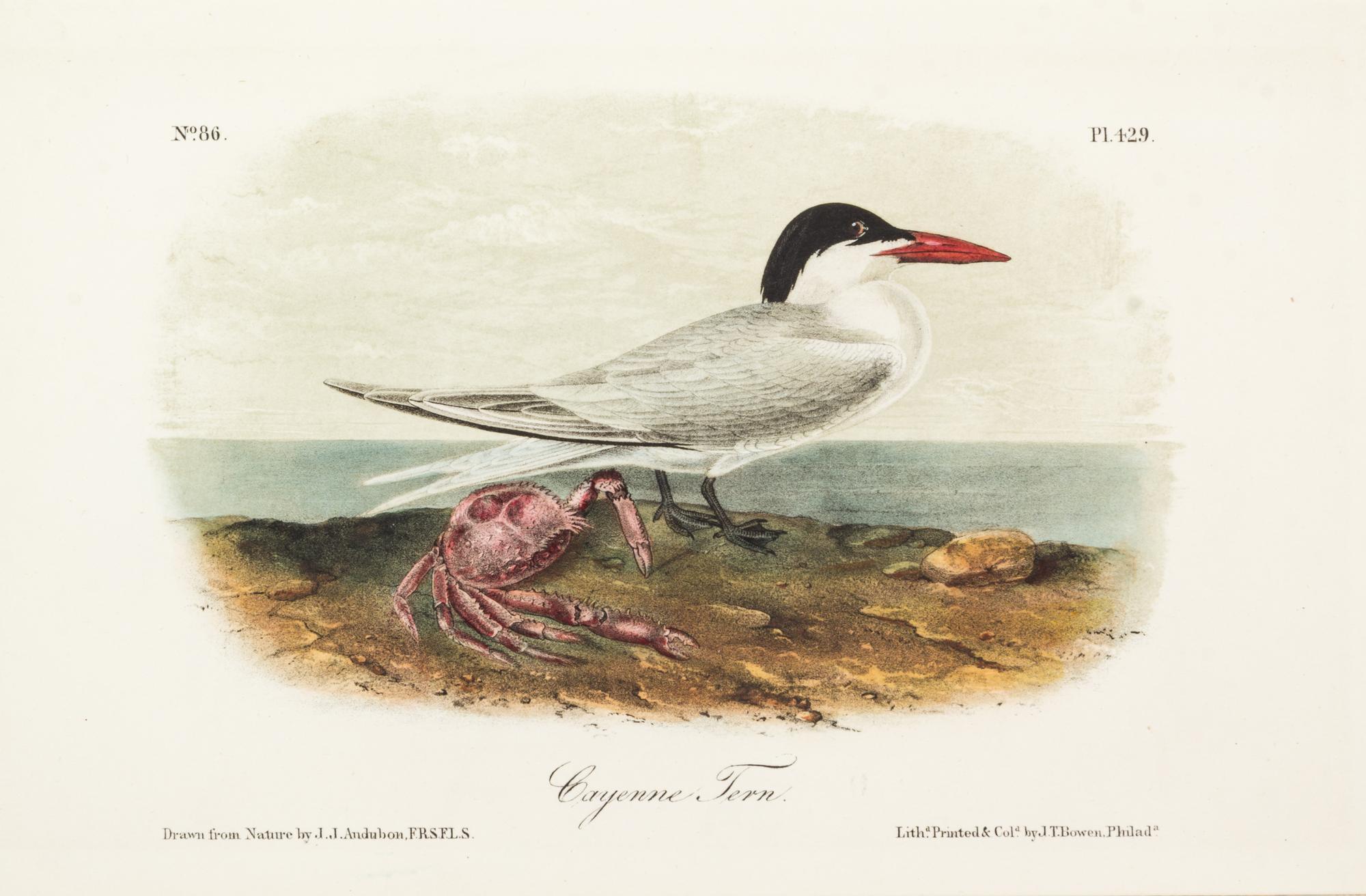 (AUDUBON, JOHN JAMES, after) BOWEN, J.T. A group of five hand-colored litho plates from the 8vo ed. of the Birds of America, 1852.