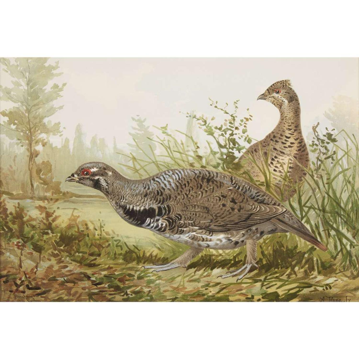 ALEXANDER POPE JUNIOR (AMERICAN 1849-1924) "BLACK DUCK" FROM UPLAND GAME BIRDS AND WATERFOWL OF THE UNITED STATES