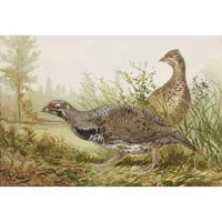 ALEXANDER POPE JUNIOR (AMERICAN 1849-1924) "BLACK DUCK" FROM UPLAND GAME BIRDS AND WATERFOWL OF THE UNITED STATES