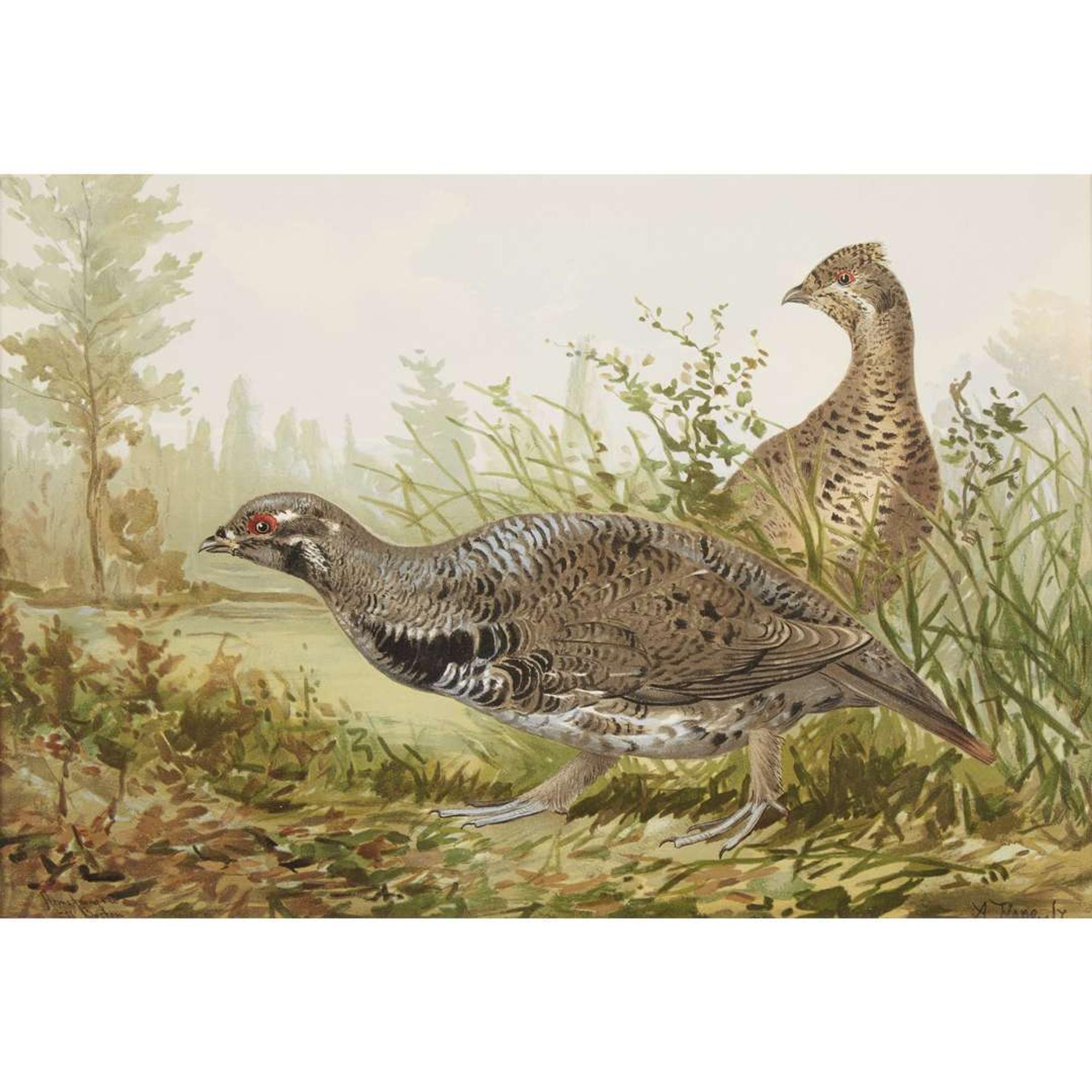 ALEXANDER POPE JUNIOR (AMERICAN 1849-1924) "BLACK DUCK" FROM UPLAND GAME BIRDS AND WATERFOWL OF THE UNITED STATES