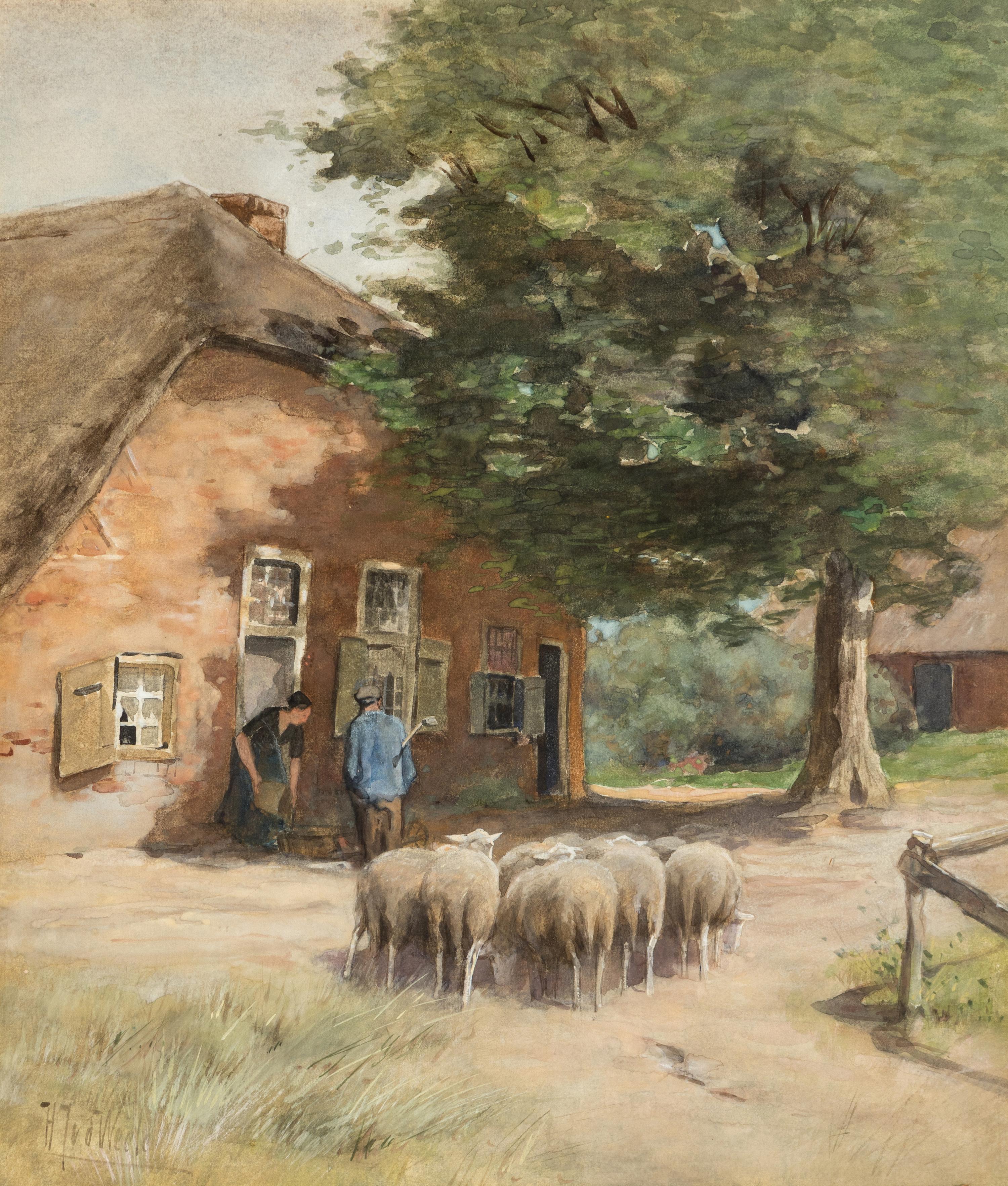 Sheep