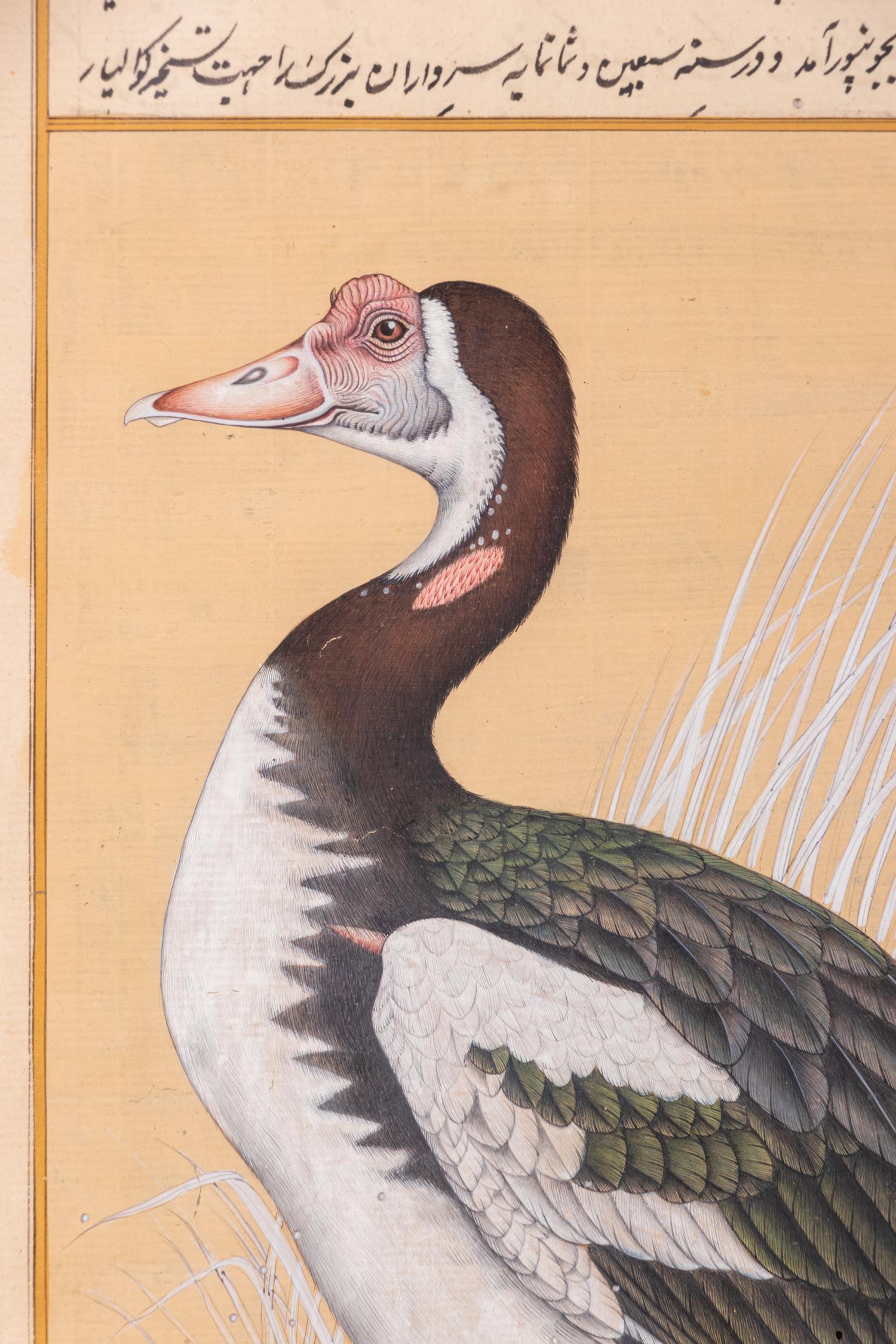 Four Indian and Islamic Miniature Paintings Depicting Birds