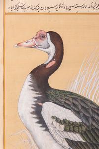 Four Indian and Islamic Miniature Paintings Depicting Birds