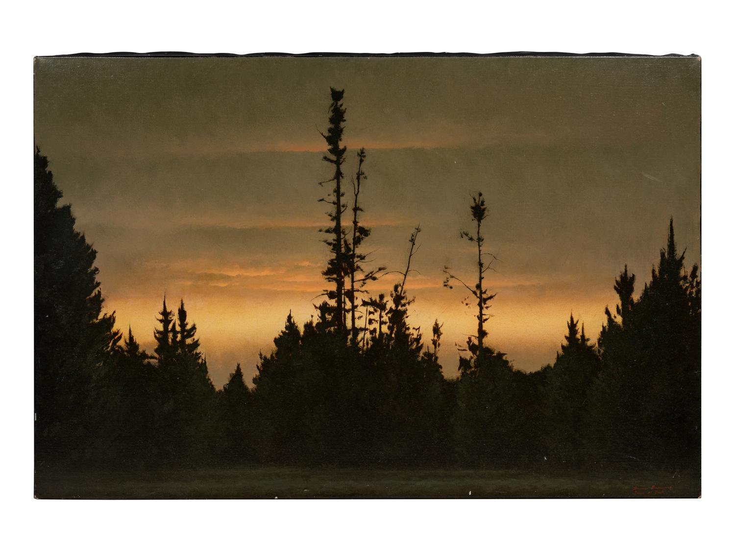 Pines at Dusk