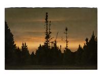 Pines at Dusk