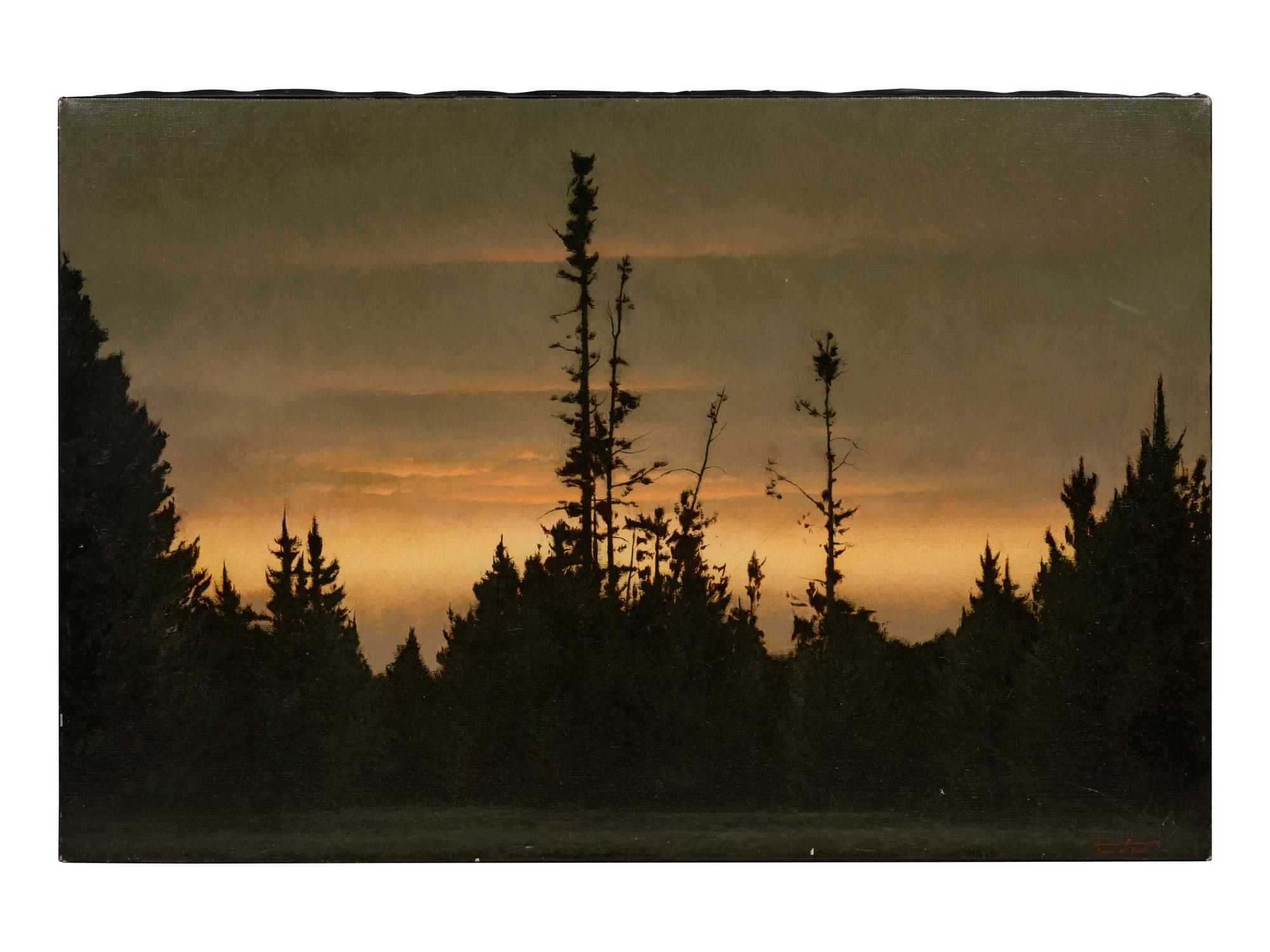Pines at Dusk