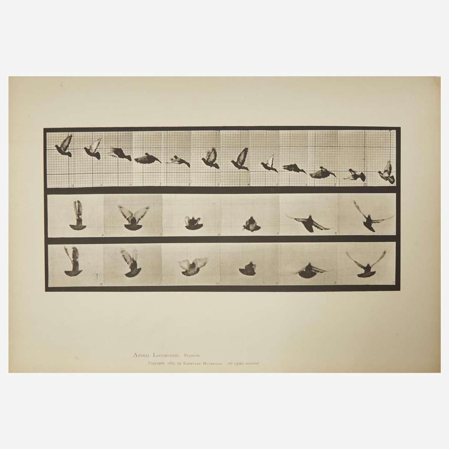 [Photography] Muybridge, Eadweard Collection of 111 Plates from "Animal Locomotion. An Electro-Photographic Investigation of Consecutive Phases of Animal Movements. 1872-1885"