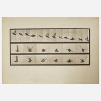 [Photography] Muybridge, Eadweard Collection of 111 Plates from "Animal Locomotion. An Electro-Photographic Investigation of Consecutive Phases of Animal Movements. 1872-1885"