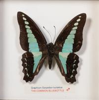 Thirty-One Framed Lepidopterological Specimens