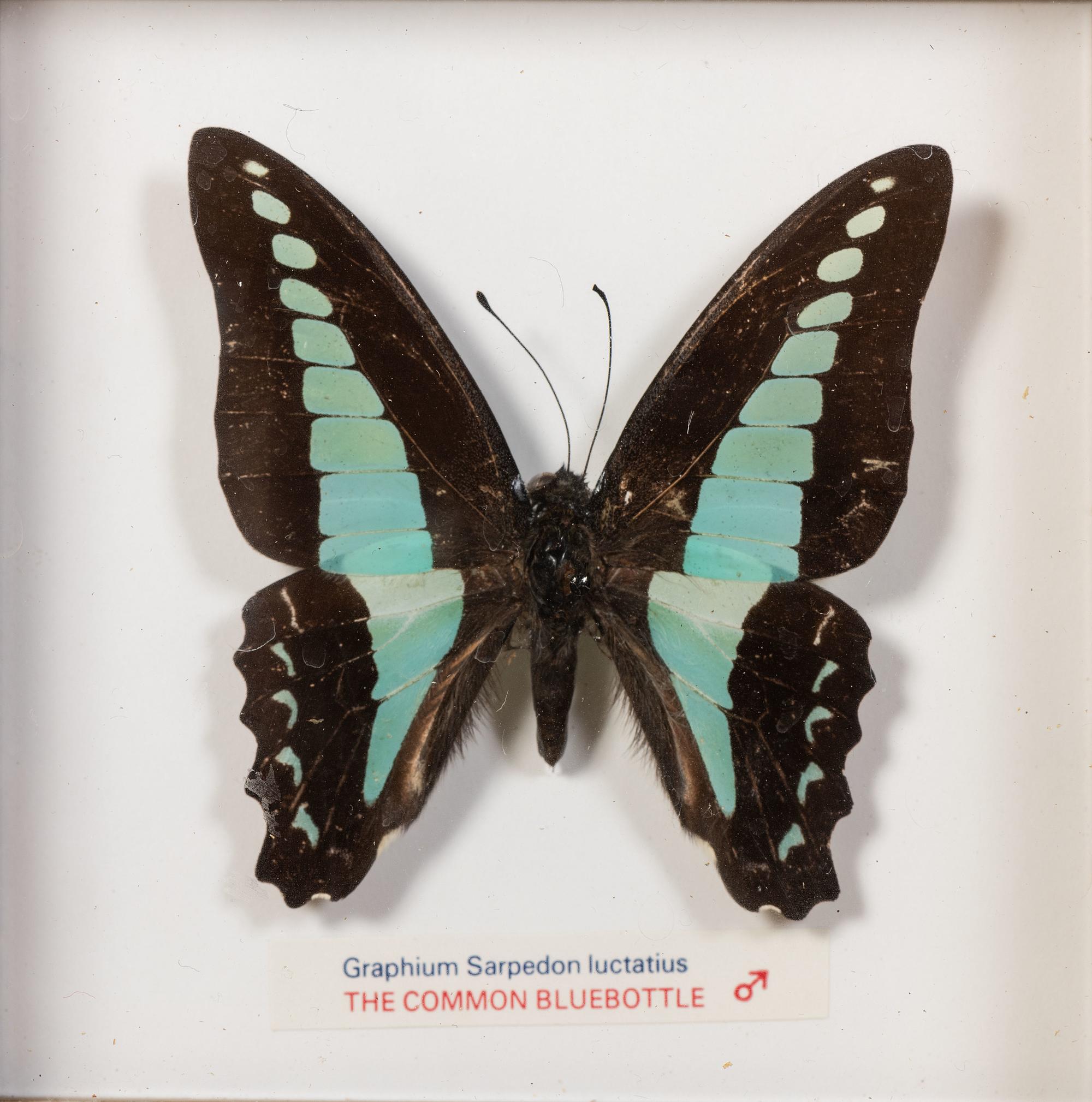 Thirty-One Framed Lepidopterological Specimens
