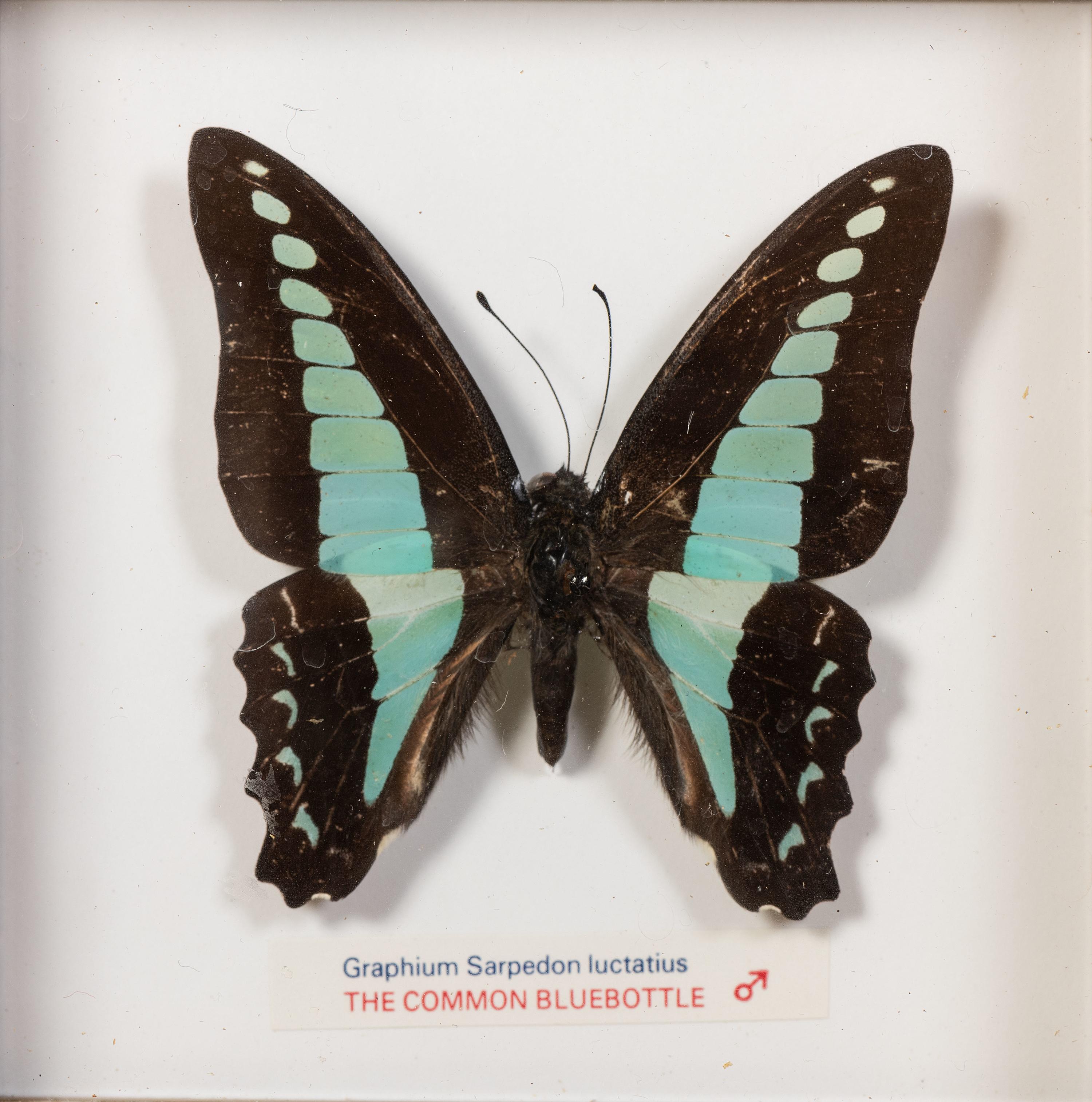 Thirty-One Framed Lepidopterological Specimens
