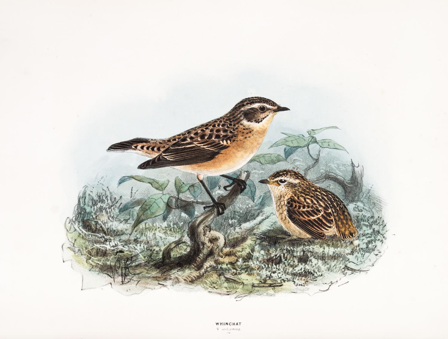 DRESSER, HENRY EELES. A History of the Birds of Europe. London, 1871-1896. Vols. 2-3 (of 9) only.