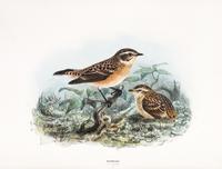 DRESSER, HENRY EELES. A History of the Birds of Europe. London, 1871-1896. Vols. 2-3 (of 9) only.