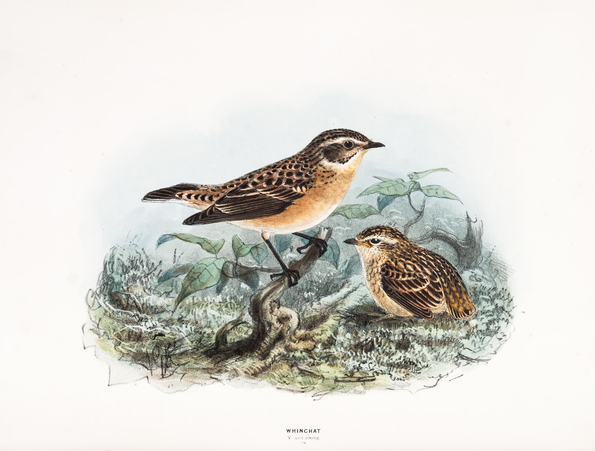 DRESSER, HENRY EELES. A History of the Birds of Europe. London, 1871-1896. Vols. 2-3 (of 9) only.