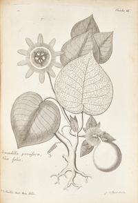 [Natural History] Feuillée, Louis. Journal des Observations Physiques, Mathematiques et Botaniques, Faites par l'ordre du Roy sur les Cotes Orientales de l'Amerique Meridonale, & dans les Indes Occidentales, depuis l'annee 1707. jusques en 1712