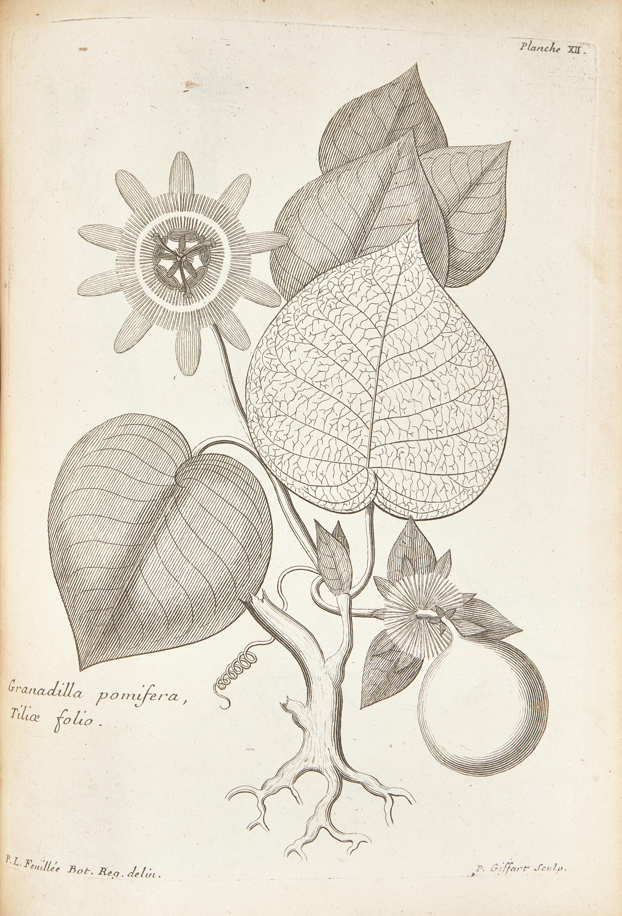 [Natural History] Feuillée, Louis. Journal des Observations Physiques, Mathematiques et Botaniques, Faites par l'ordre du Roy sur les Cotes Orientales de l'Amerique Meridonale, & dans les Indes Occidentales, depuis l'annee 1707. jusques en 1712