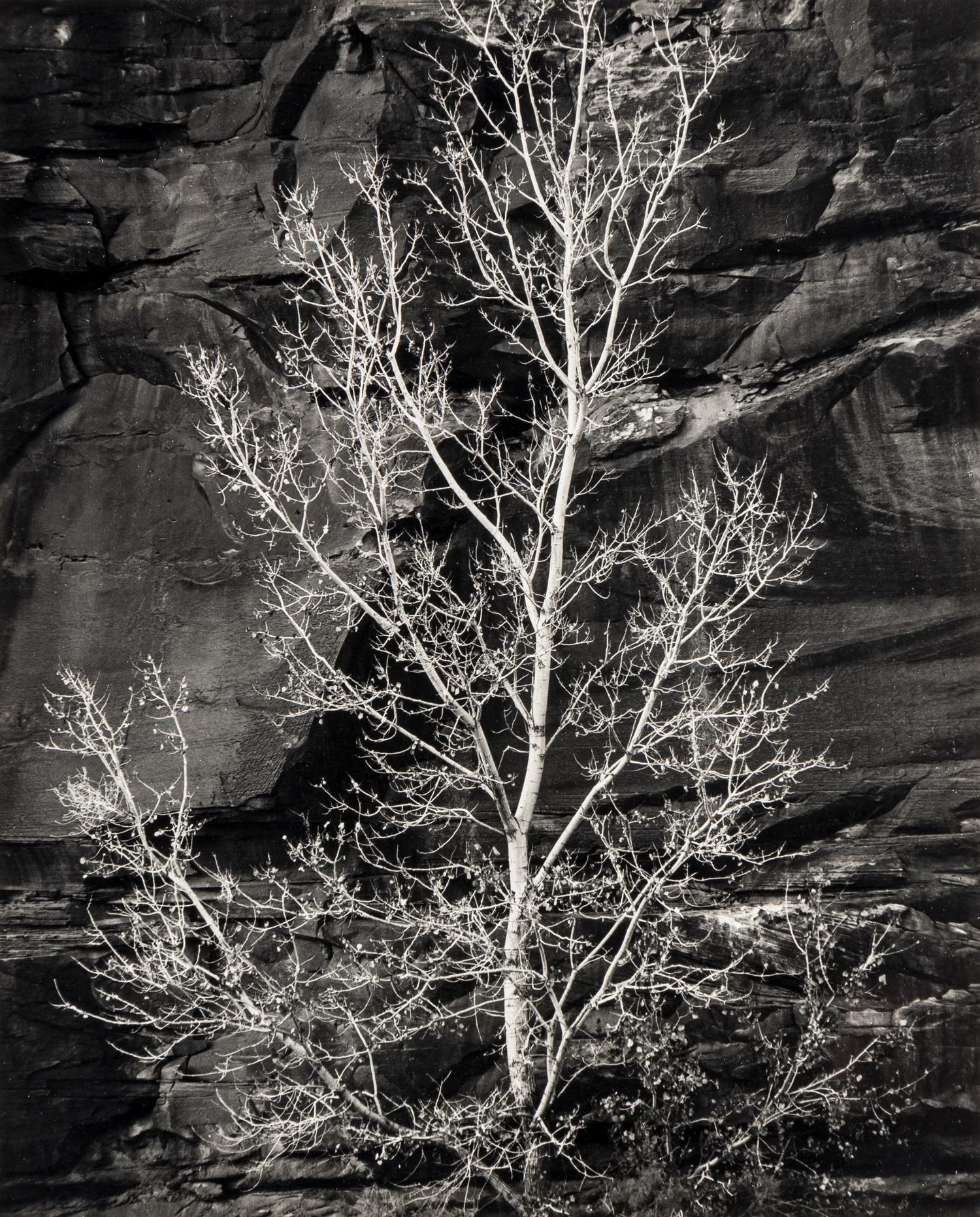 Brett Weston (1911-1993) Untitled (Rock and Tree, Glen Canyon), 1975