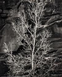 Brett Weston (1911-1993) Untitled (Rock and Tree, Glen Canyon), 1975
