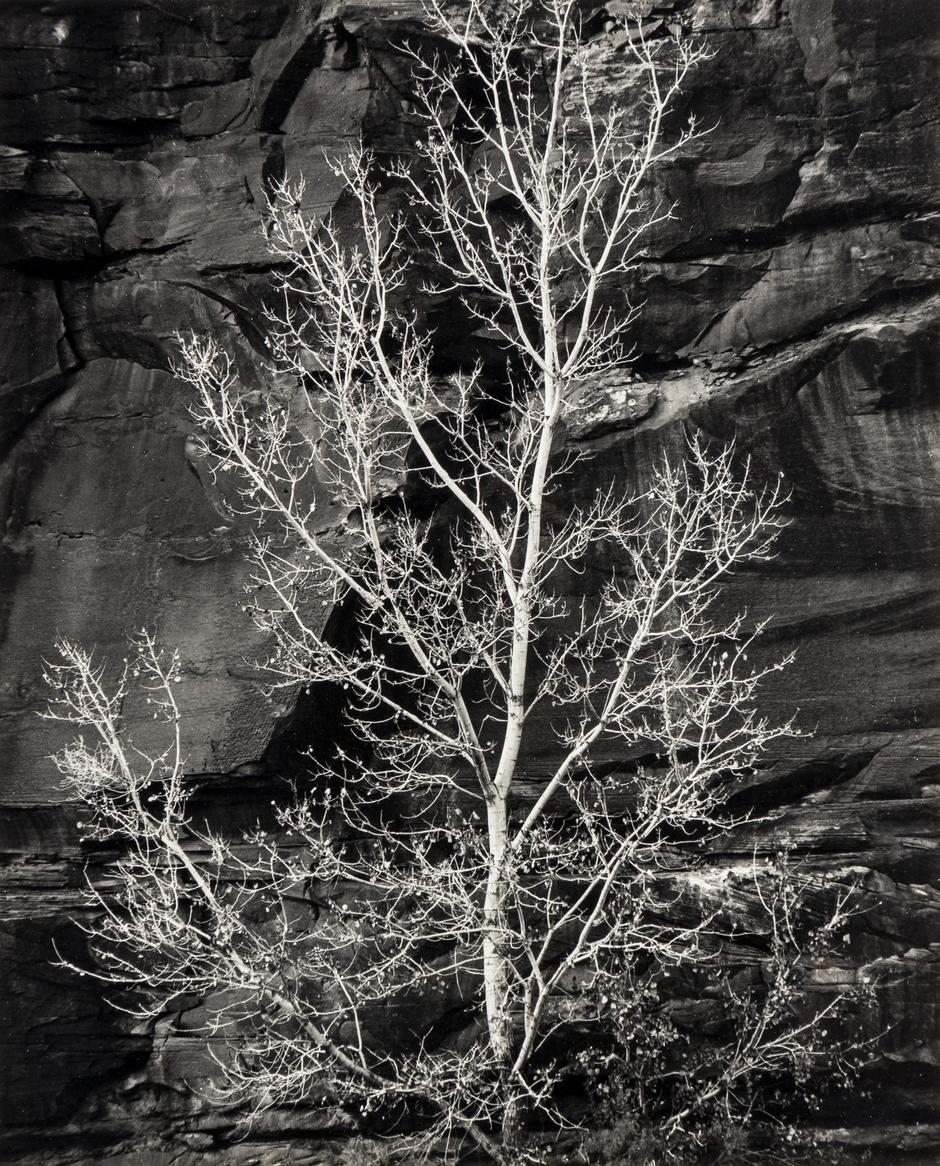 Brett Weston (1911-1993) Untitled (Rock and Tree, Glen Canyon), 1975