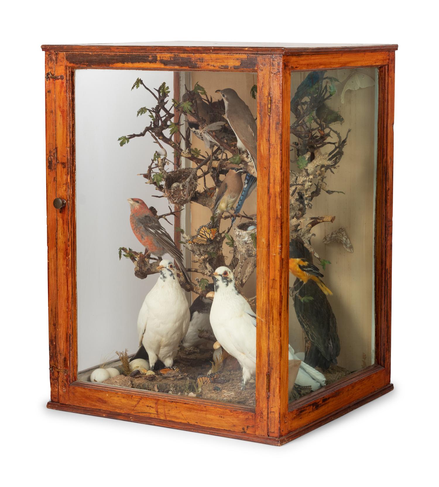 A Victorian Taxidermy Bird Diorama