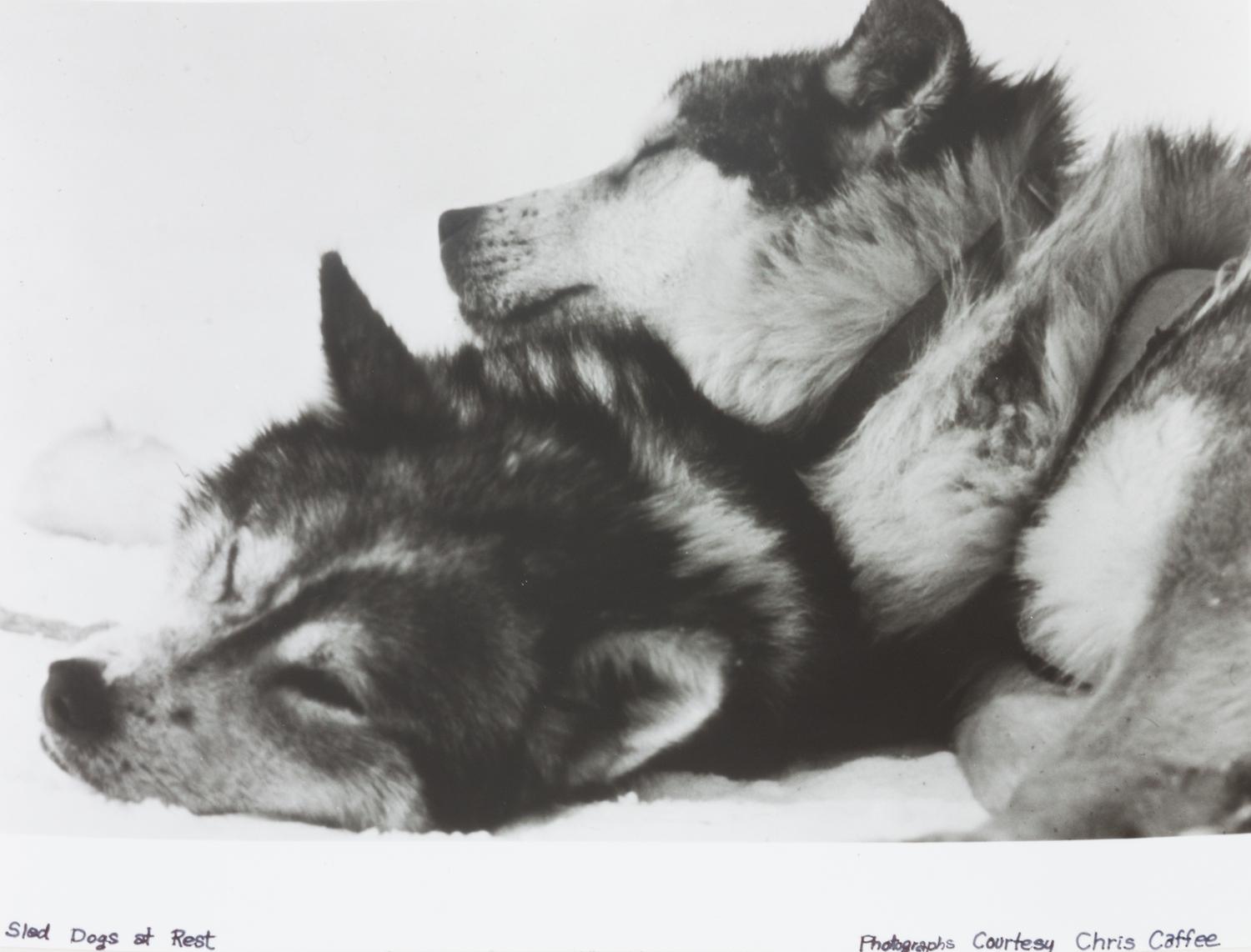 A Collection of Loose Photographs depicting Various Dog Breeds Largest: 11 x 14 inches.