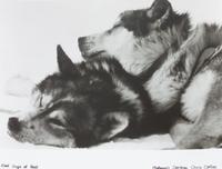 A Collection of Loose Photographs depicting Various Dog Breeds Largest: 11 x 14 inches.