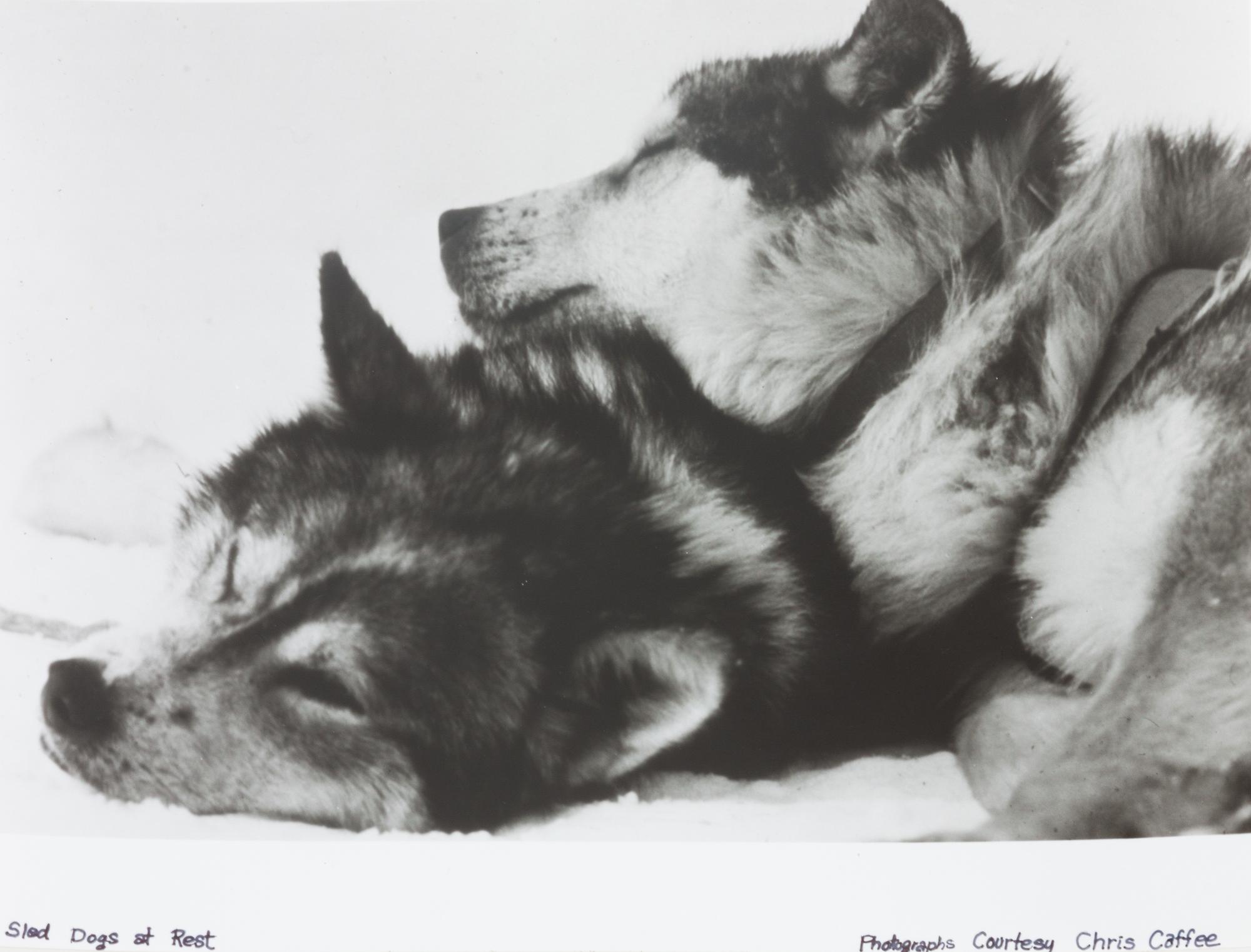 A Collection of Loose Photographs depicting Various Dog Breeds Largest: 11 x 14 inches.