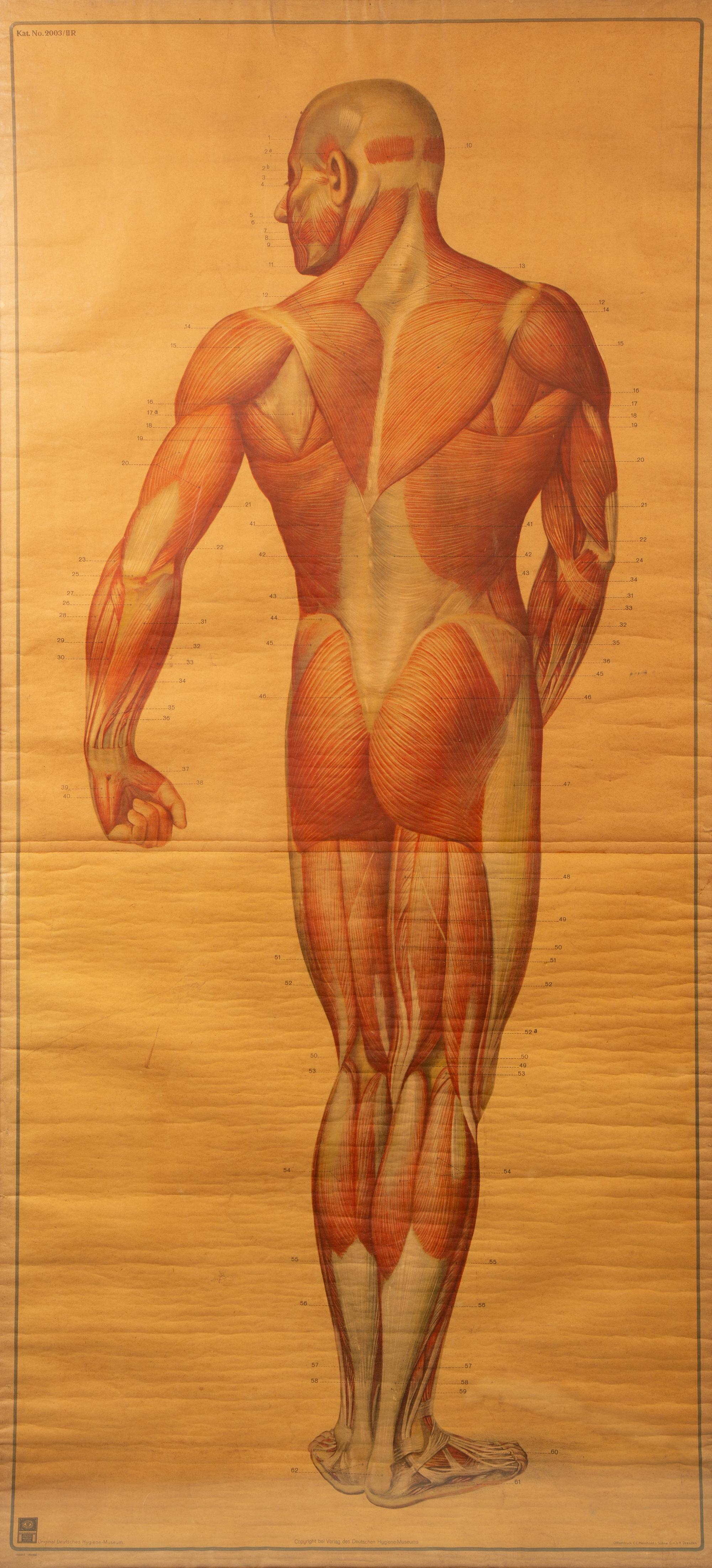 A Pair of German Large Medical Study Prints: Original Deutches Hygiene Museum — CC Meinhold & Sohne, Dresden