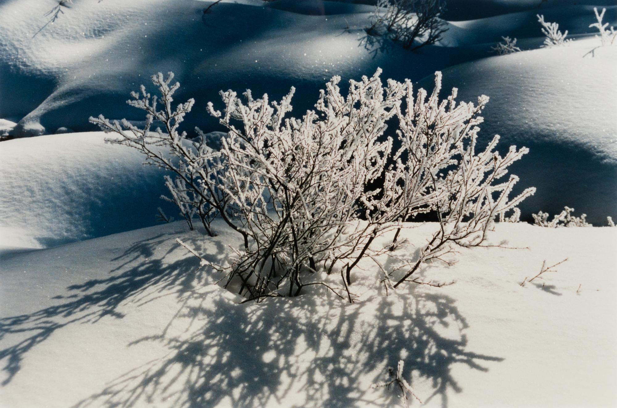 A group of three works (Get These Flowers Off My Head; Intensity II; Winter Scene)