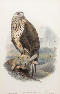 GOULD, John (1804-1881), after [Rough-legged Buzzard] Archibuteo Lagopus