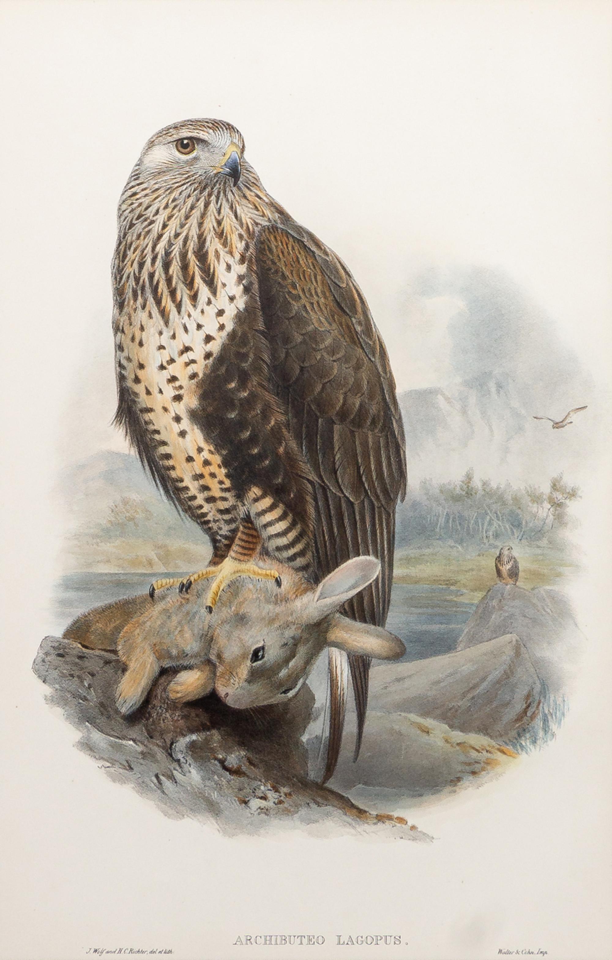 GOULD, John (1804-1881), after [Rough-legged Buzzard] Archibuteo Lagopus