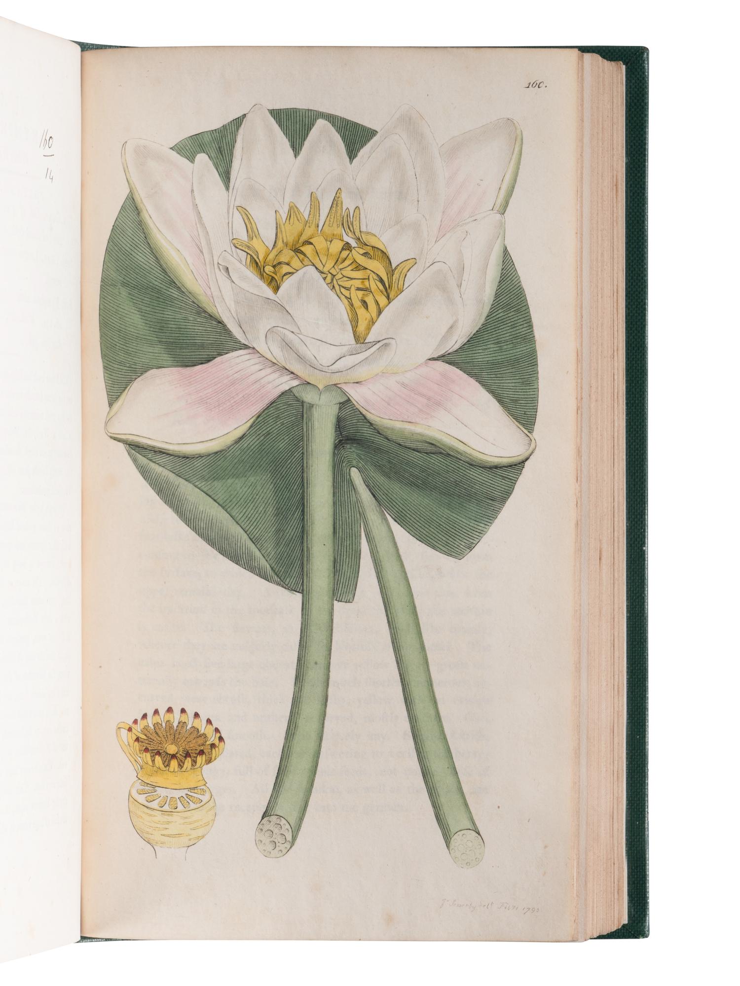 [NATURAL HISTORY]. SOWERBY, James (1757-1822). English Botany; or, Coloured Figures of British Plants ... London, 1790-1814; 1831-1849.