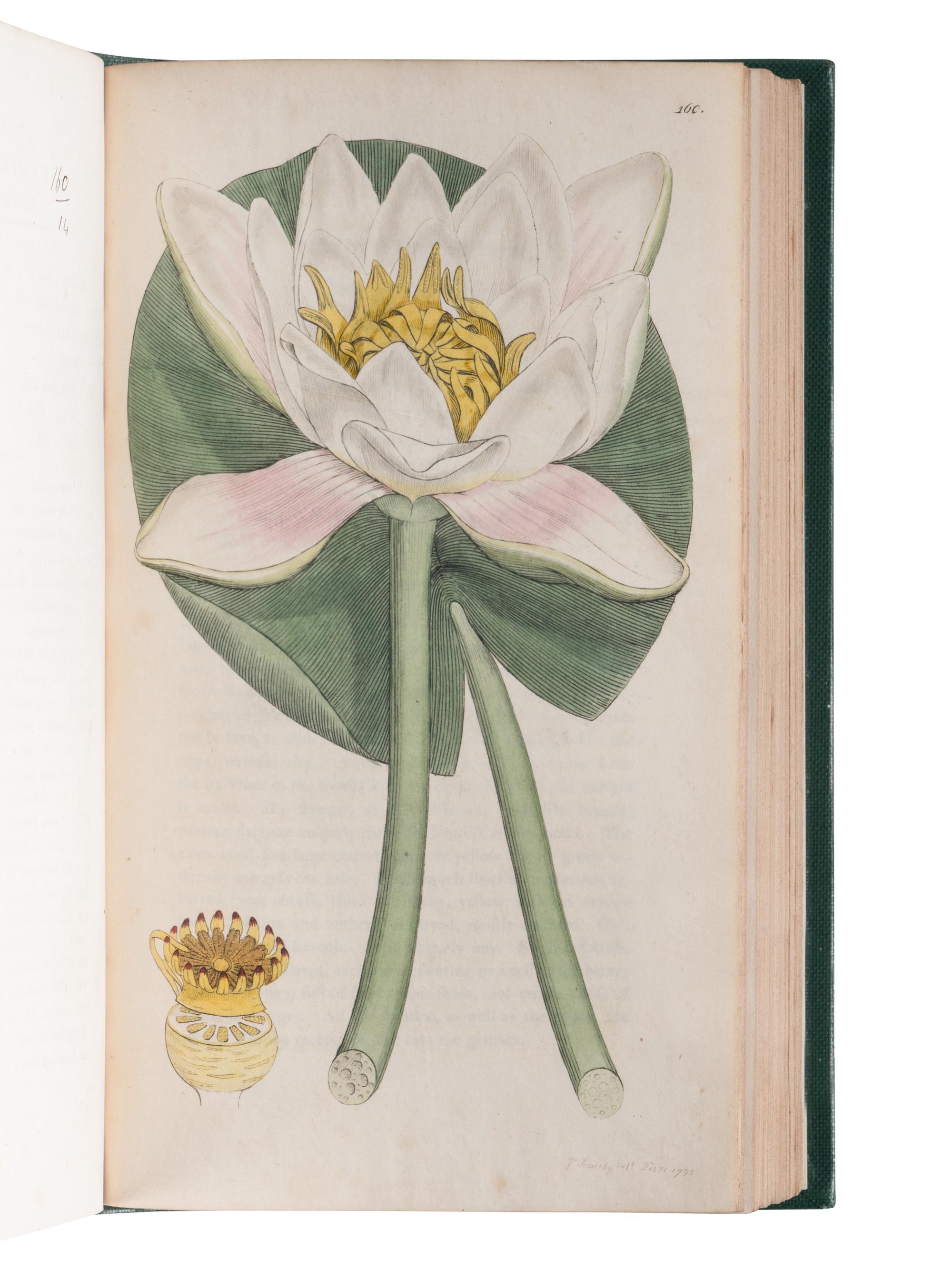 [NATURAL HISTORY]. SOWERBY, James (1757-1822). English Botany; or, Coloured Figures of British Plants ... London, 1790-1814; 1831-1849.