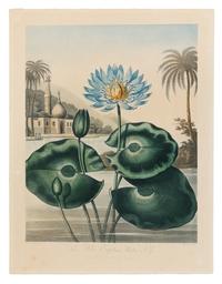 Thornton, Robert (1768-1837) The Nodding Renealmia -- The Blue Egyptian Water-Lily