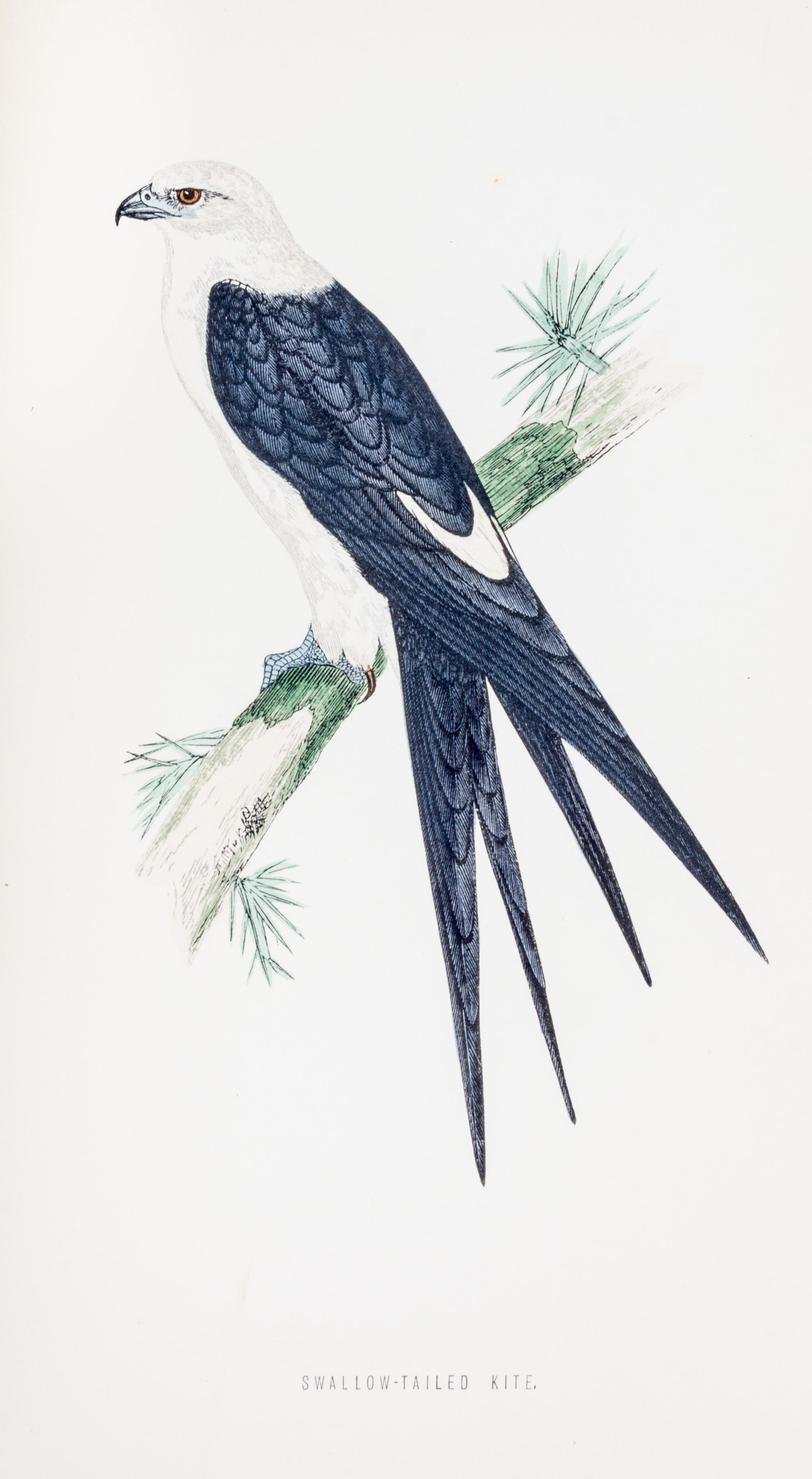 MORRIS, (FRANCIS ORPEN) A History of British Birds. London, 1870.