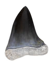 Bon Vivant, 1989