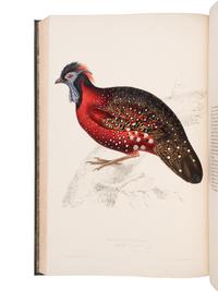 [NATURAL HISTORY]. GOULD, John (1804-1881) and Nicholas Aylward VIGORS (1787-1840). A Century of Birds from the Himalaya Mountains . London: [for the Author], 1831-[1832].