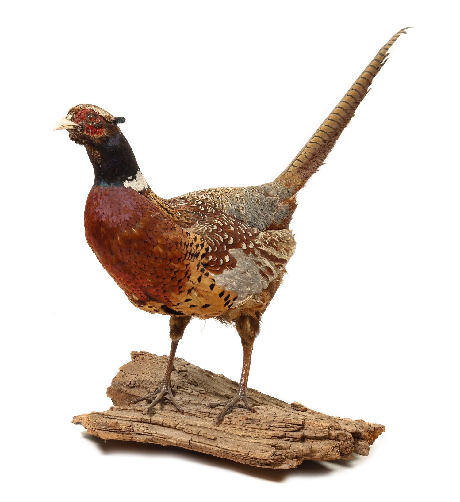 A Taxidermy Pheasant Length overall 32 inches.