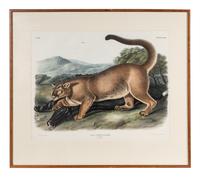 AUDUBON, John James (1785-1851) The Cougar (Plate XCVI) Felis concolor