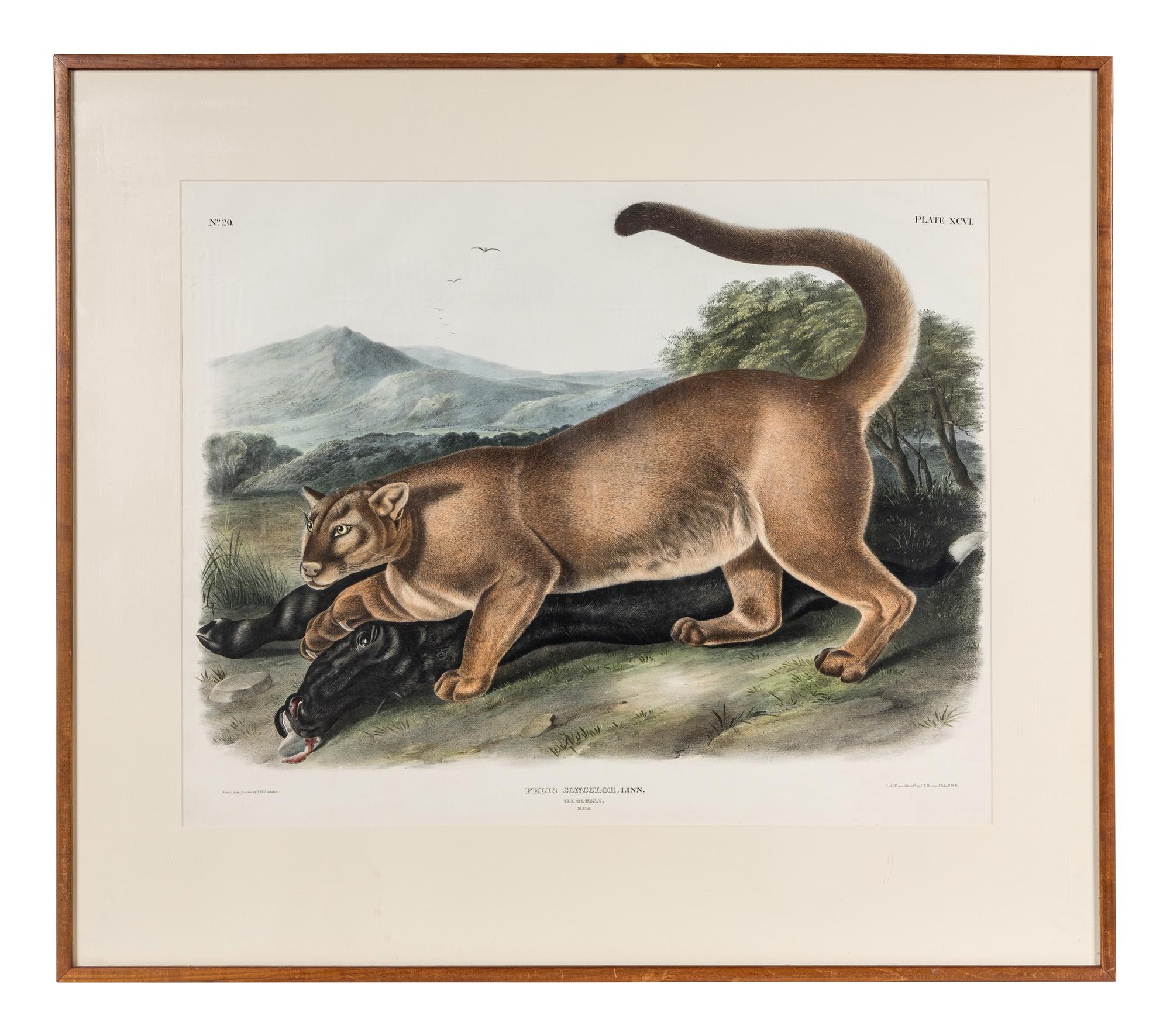 AUDUBON, John James (1785-1851) The Cougar (Plate XCVI) Felis concolor