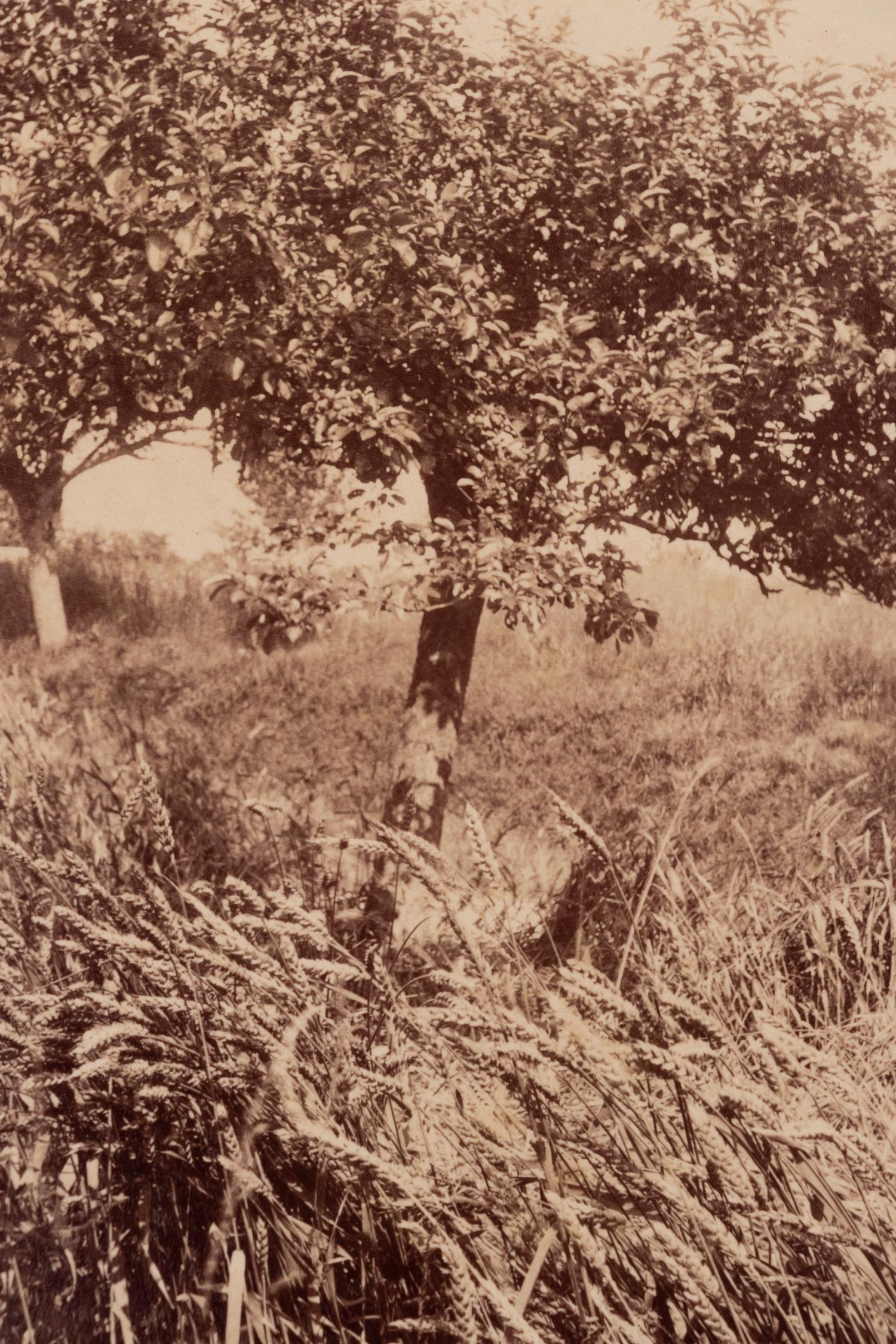 A group of four photographs ( Cactus [Nice], before 1900 ; Pommiers [et blés] , 1910 or earlier; Sapin ([Petit] Trianon , 1910 or earlier; Palmier , before 1900)