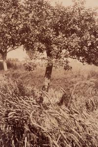 A group of four photographs ( Cactus [Nice], before 1900 ; Pommiers [et blés] , 1910 or earlier; Sapin ([Petit] Trianon , 1910 or earlier; Palmier , before 1900)