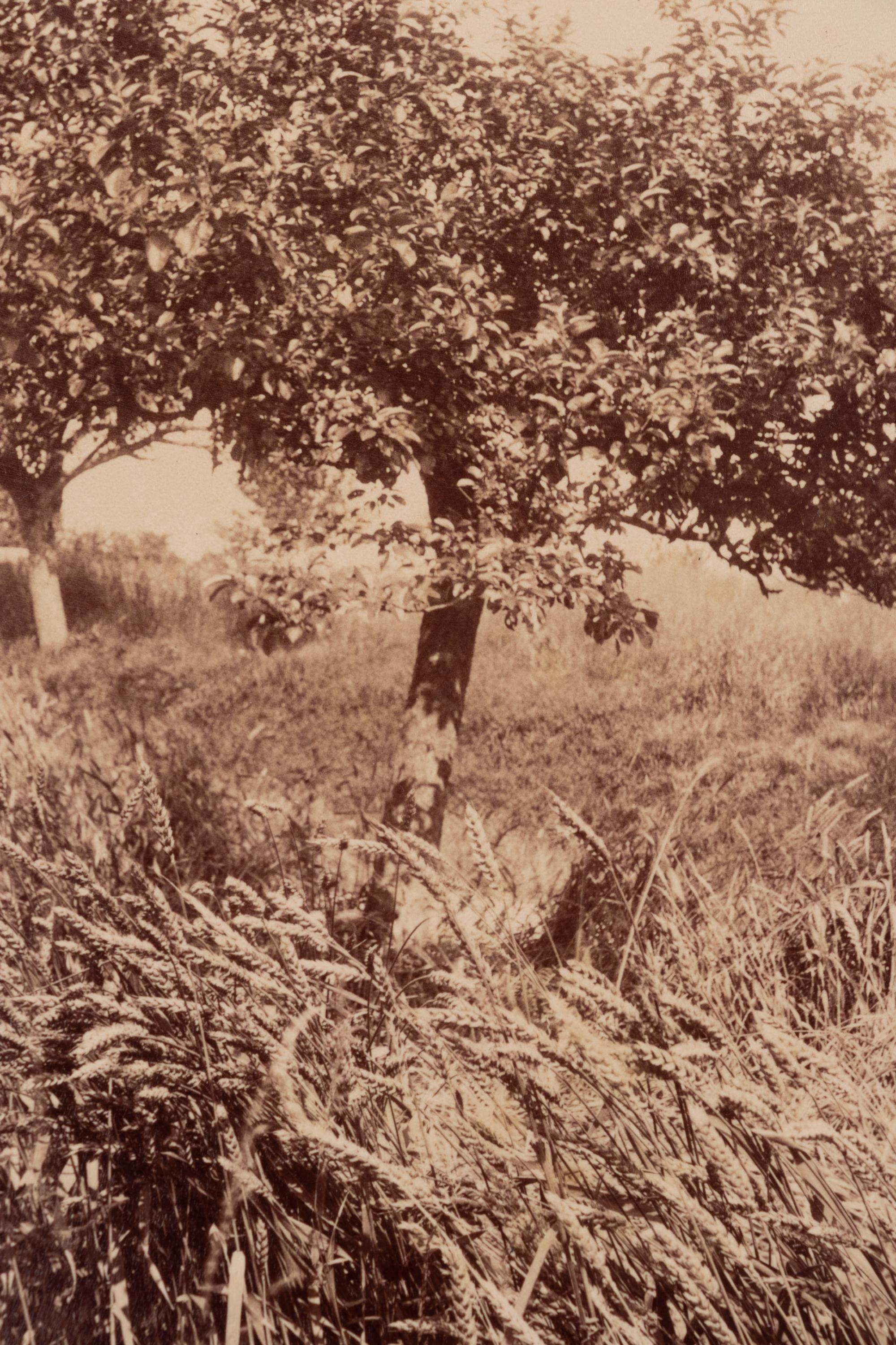 A group of four photographs ( Cactus [Nice], before 1900 ; Pommiers [et blés] , 1910 or earlier; Sapin ([Petit] Trianon , 1910 or earlier; Palmier , before 1900)
