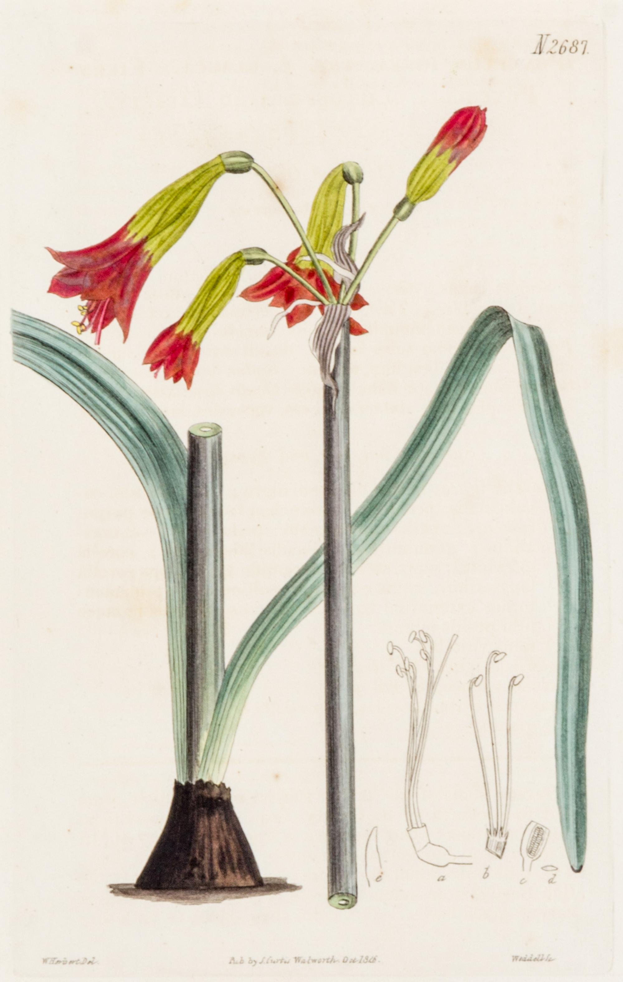 CURTIS, SAMUEL. A collection of eight hand-colored engravings from Botanical Magazine. (London, 1823-1826)