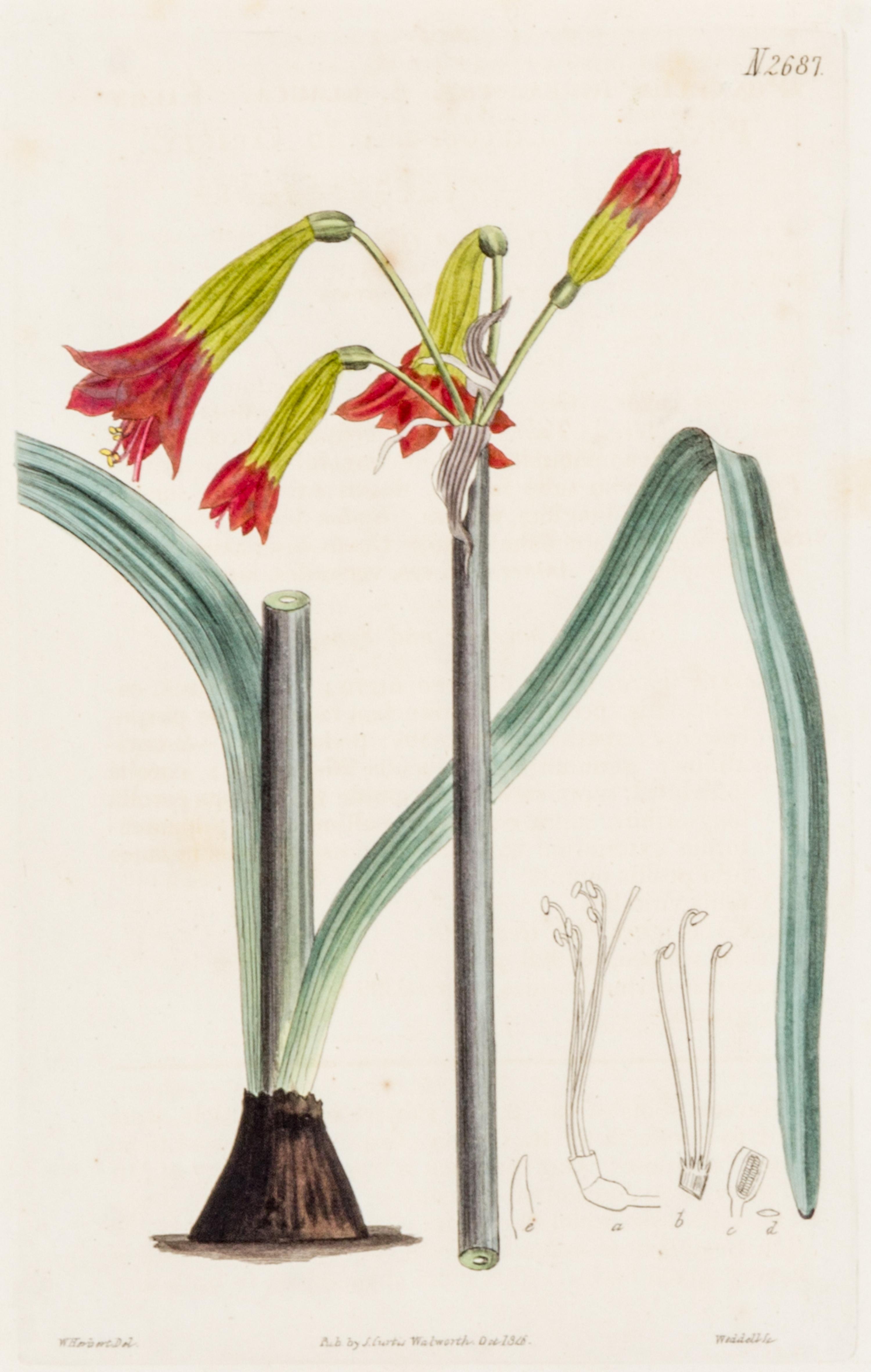 CURTIS, SAMUEL. A collection of eight hand-colored engravings from Botanical Magazine. (London, 1823-1826)