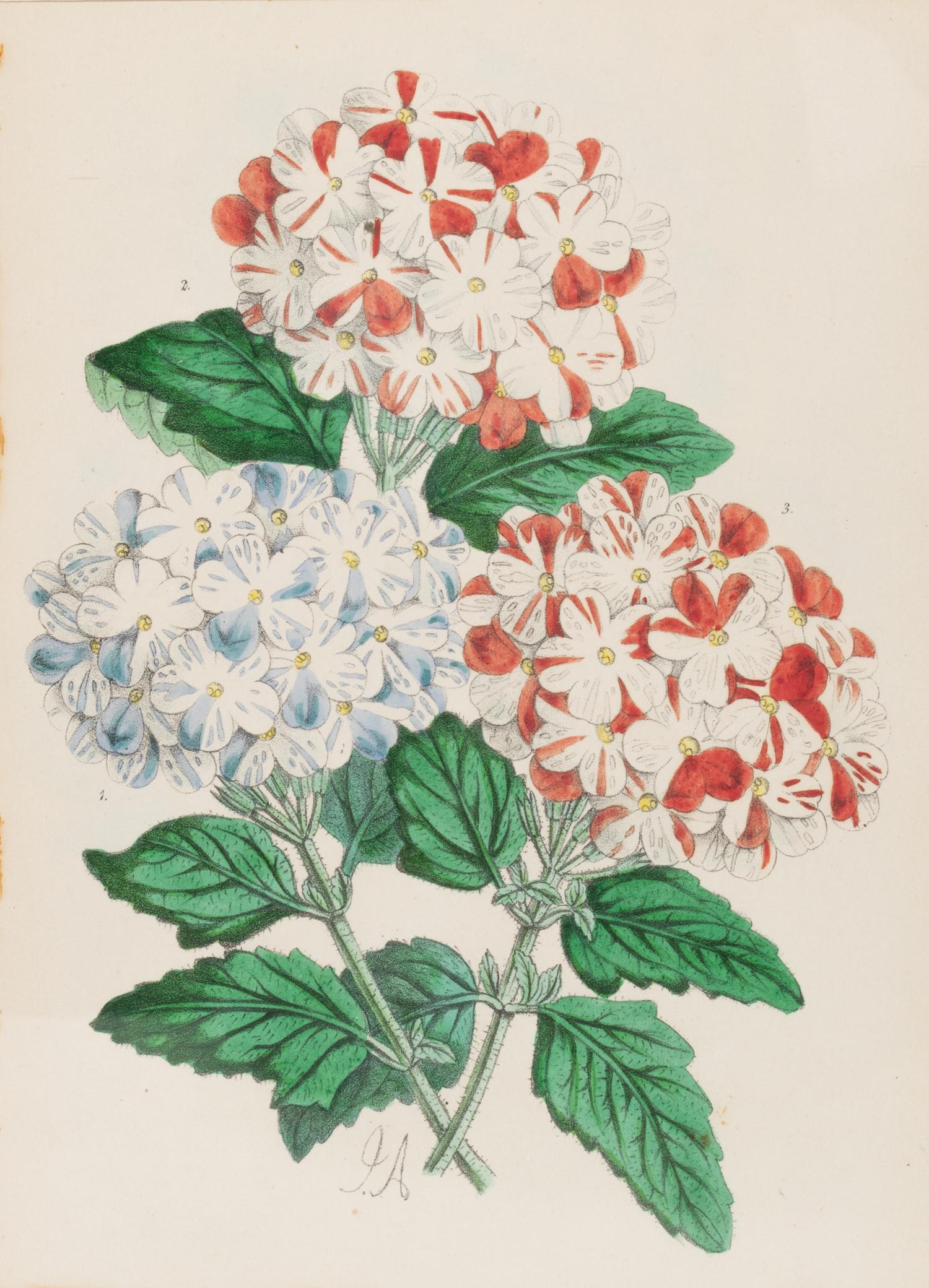 Four Hand-Colored Botanical Lithographs by James Andrews (British, 1801-1876) and an Associated Bigarreau Print