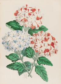 Four Hand-Colored Botanical Lithographs by James Andrews (British, 1801-1876) and an Associated Bigarreau Print